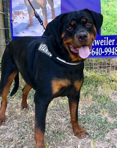 prada von wadge rottweiler|Von Wadge Rottweilers .